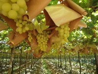 /album/curicofashionbook/ruta-del-vino-jpg/